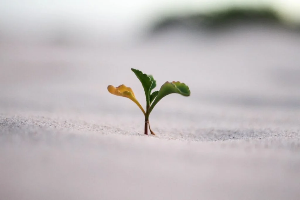 In the image titled "image-54," a small green plant, adorned with a few leaves, emerges from the sandy ground. The background is artfully blurred, creating an impression of a bright and open outdoor space.