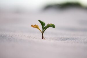 In the image titled "image-54," a small green plant, adorned with a few leaves, emerges from the sandy ground. The background is artfully blurred, creating an impression of a bright and open outdoor space.