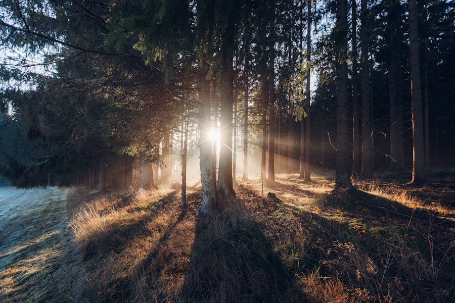Sunlight pierces through towering trees in a tranquil forest, casting elongated shadows on the ground adorned with dry grass and leaves. A misty haze envelops the scene, creating a serene and ethereal landscape captured as image-5.