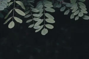 The image shows green leaves with elongated oval shapes hanging from branches against a dark, blurred background, creating a peaceful and natural atmosphere.