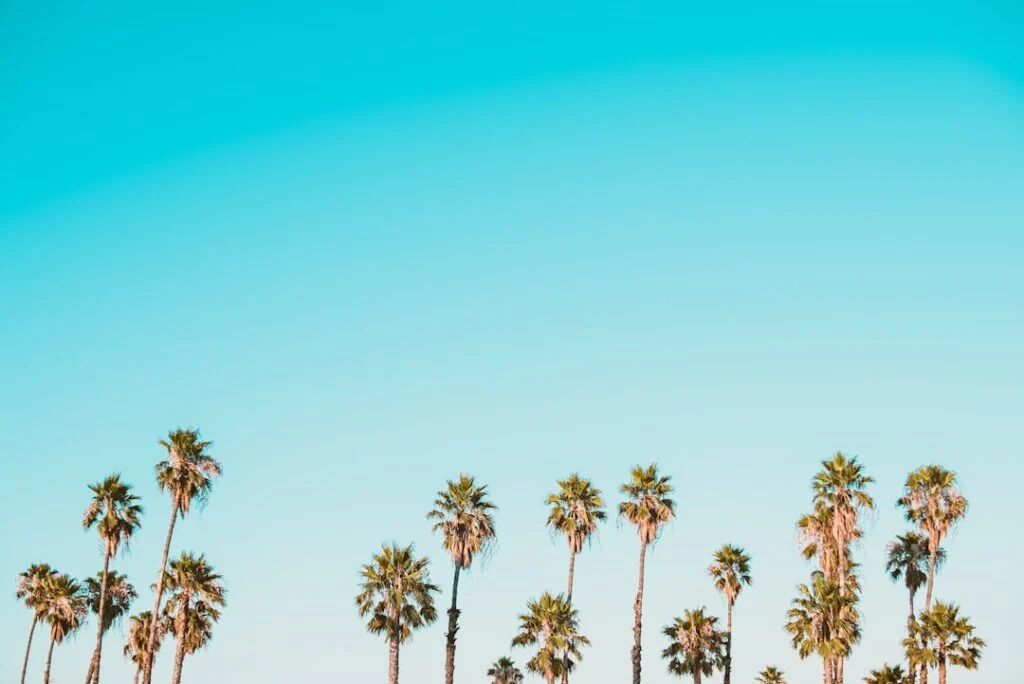 Lush green palm trees stand tall under a vivid blue sky in 110920261789089410.jpeg, evoking a vibrant, summery tropical vibe.
