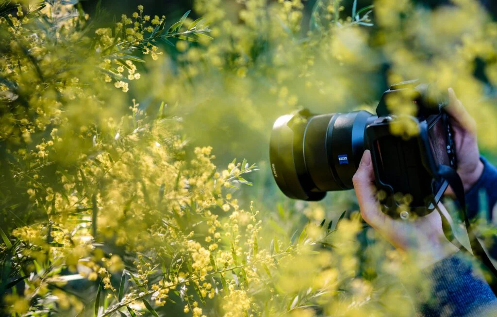 A person’s hands hold the 170920261789607874.jpeg camera, taking a close-up photo of yellow flowers and green foliage outdoors. The scene is brightly lit, with flowers in the foreground and the camera partially visible.